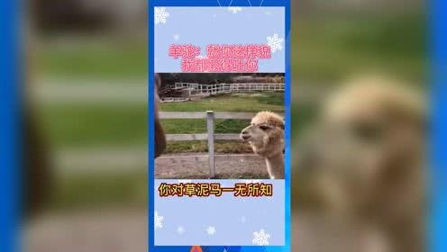 娱乐吃瓜群众歌曲大全,歌曲大全盘点